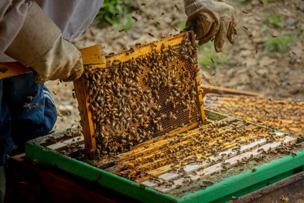Pure Organic Honey - Image 2